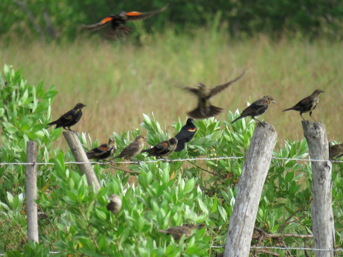 Red-winged Blackbird - ML35958081