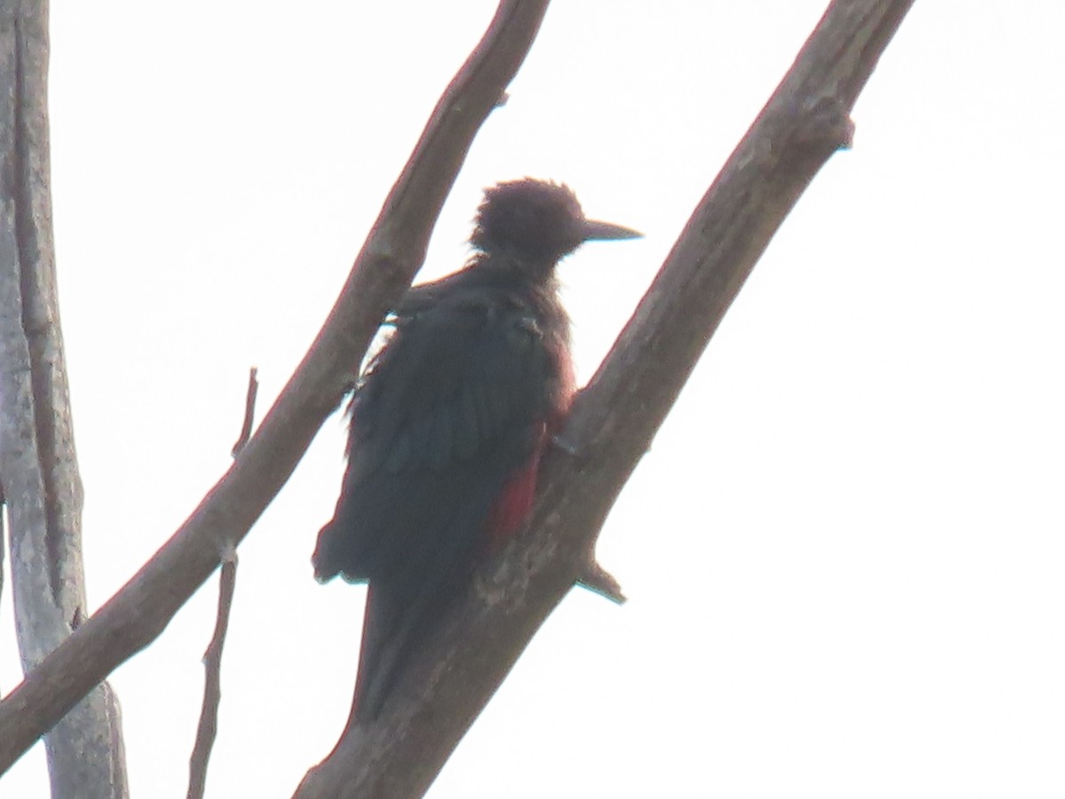 Lewis's Woodpecker - ML359580811