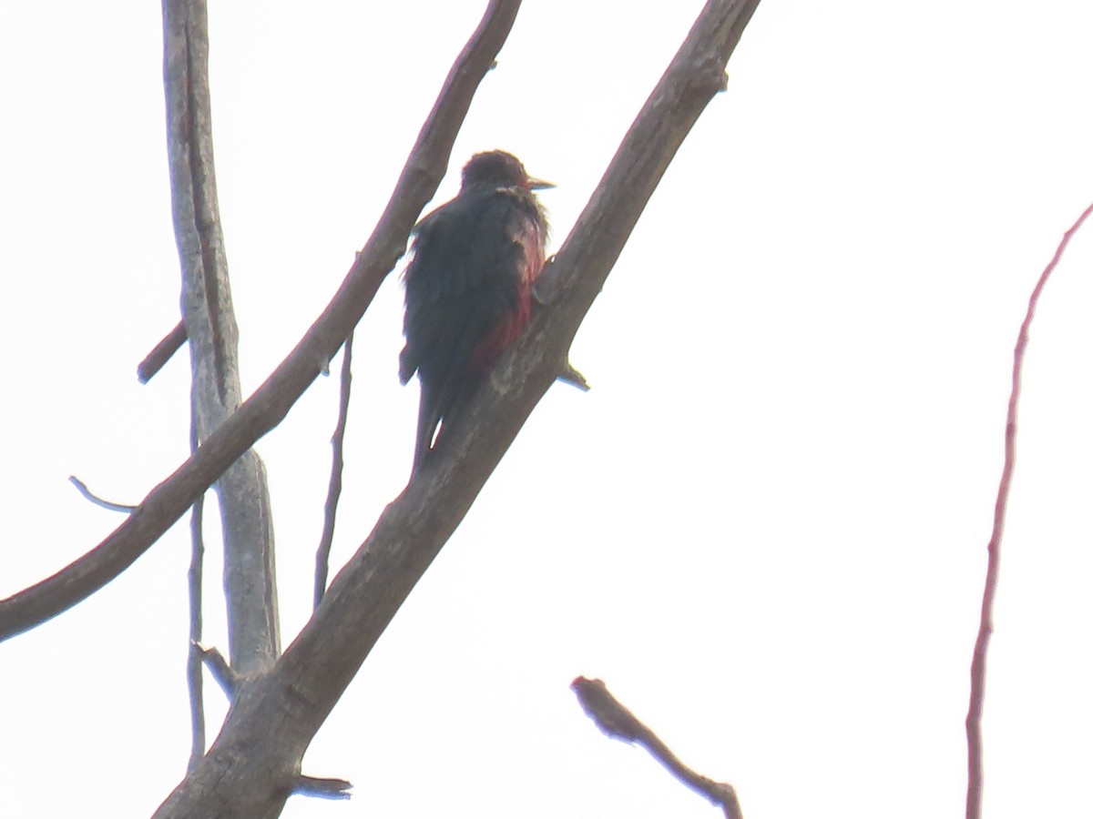 Lewis's Woodpecker - ML359580851