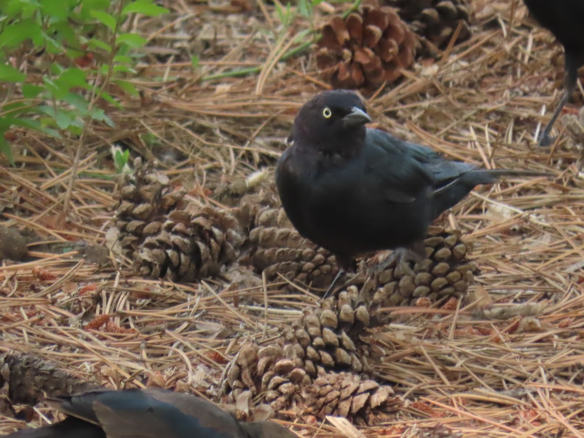 Brewer's Blackbird - ML359581001