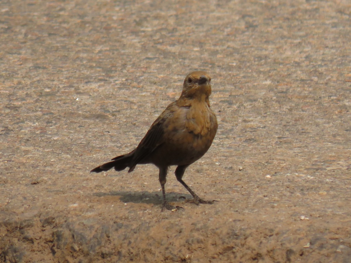 Brewer's Blackbird - ML359581041