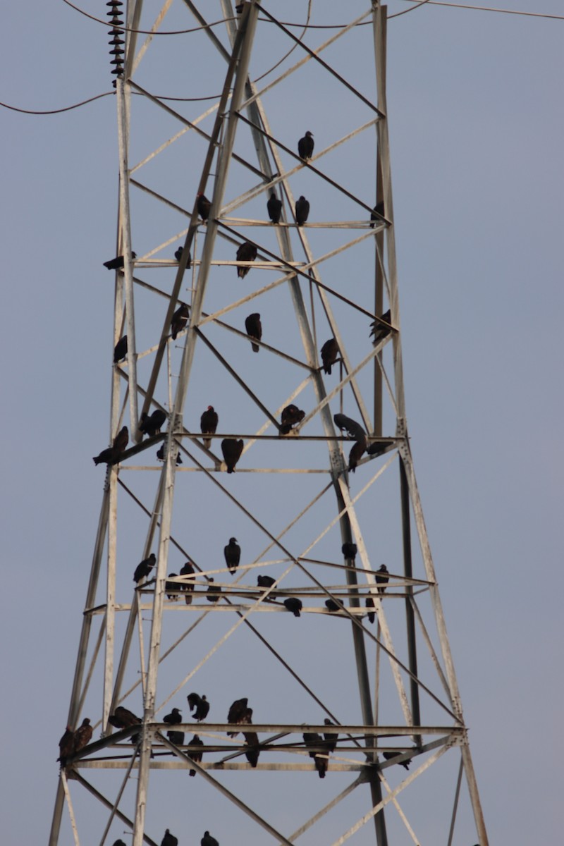 Turkey Vulture - ML359581231