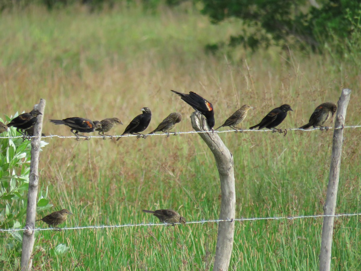 Red-winged Blackbird - ML35958181