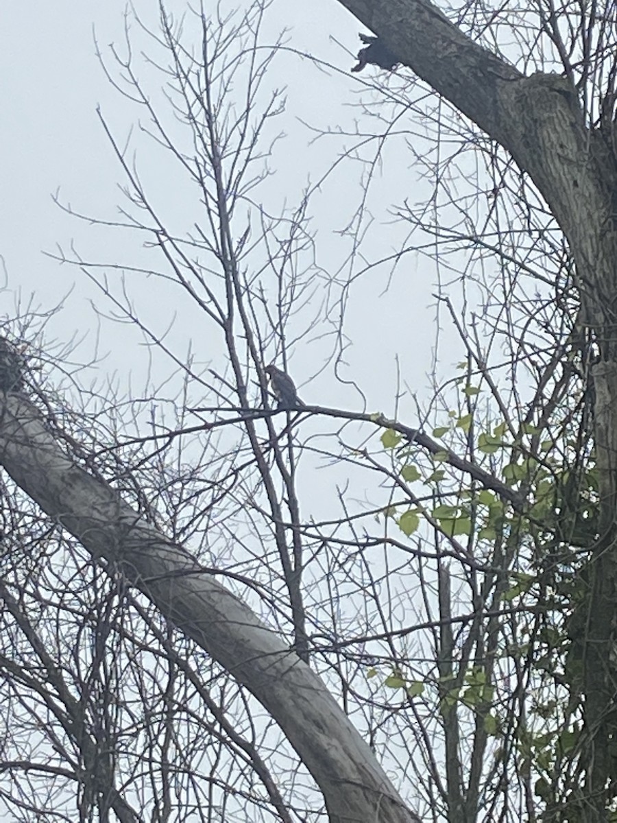 Broad-winged Hawk - ML359581821