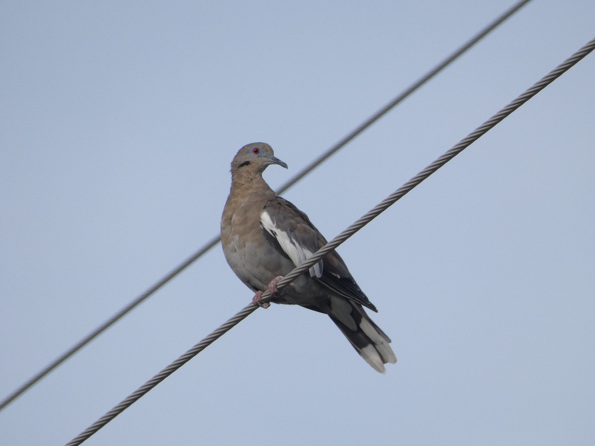 White-winged Dove - Dylan Osterhaus