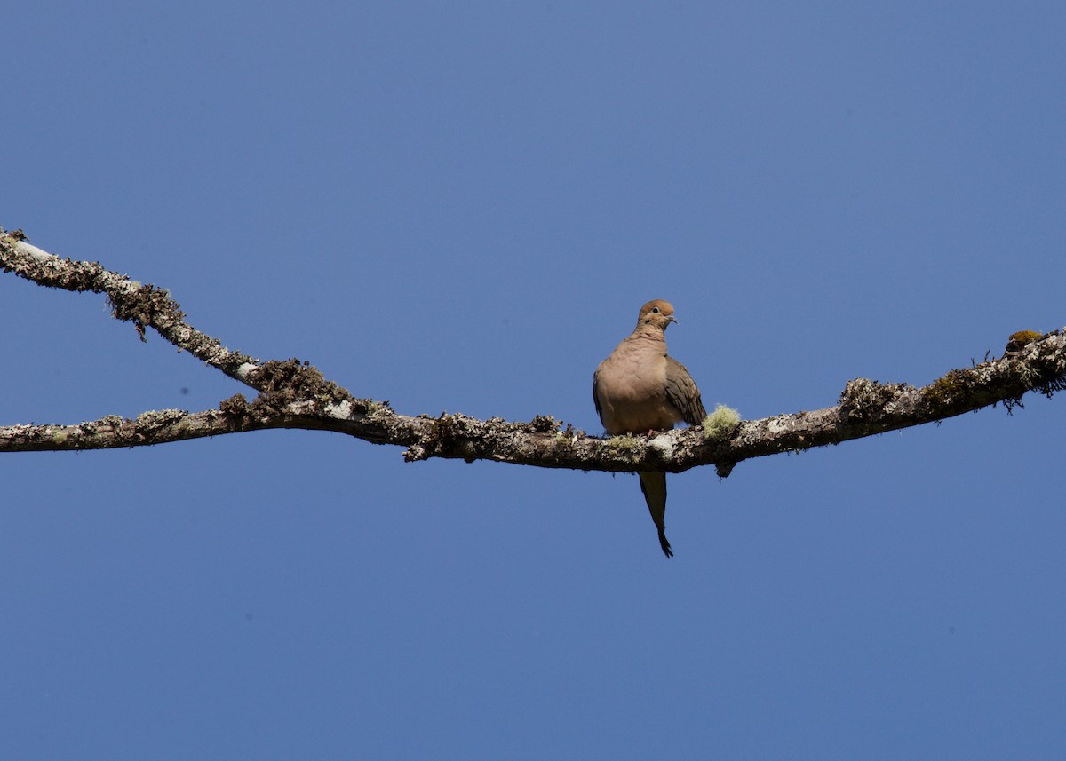 Mourning Dove - ML359583831