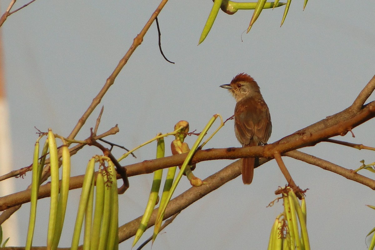 Rufous-capped Antshrike - ML35958501