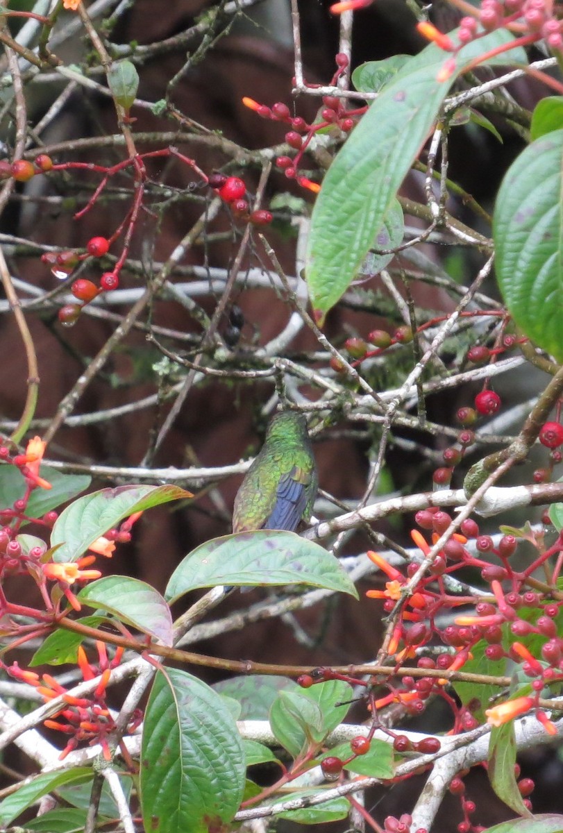 kolibřík měděnořitý - ML359587721