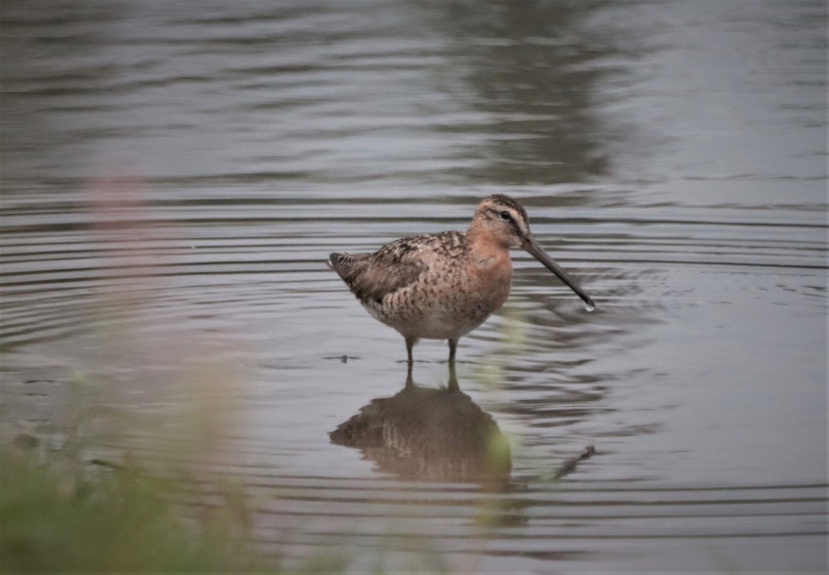 Short-billed Dowitcher - ML359588291