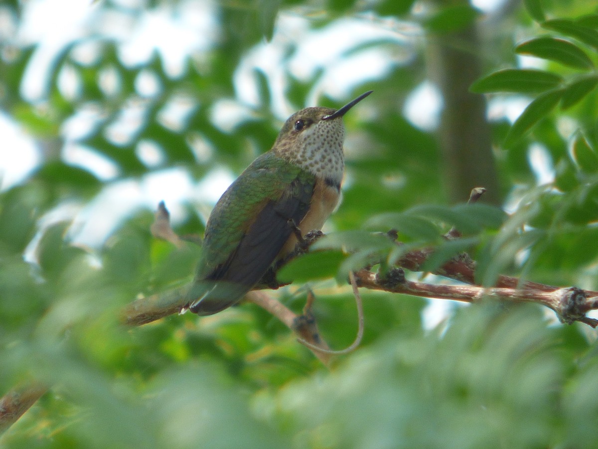 Rufous Hummingbird - ML359591161