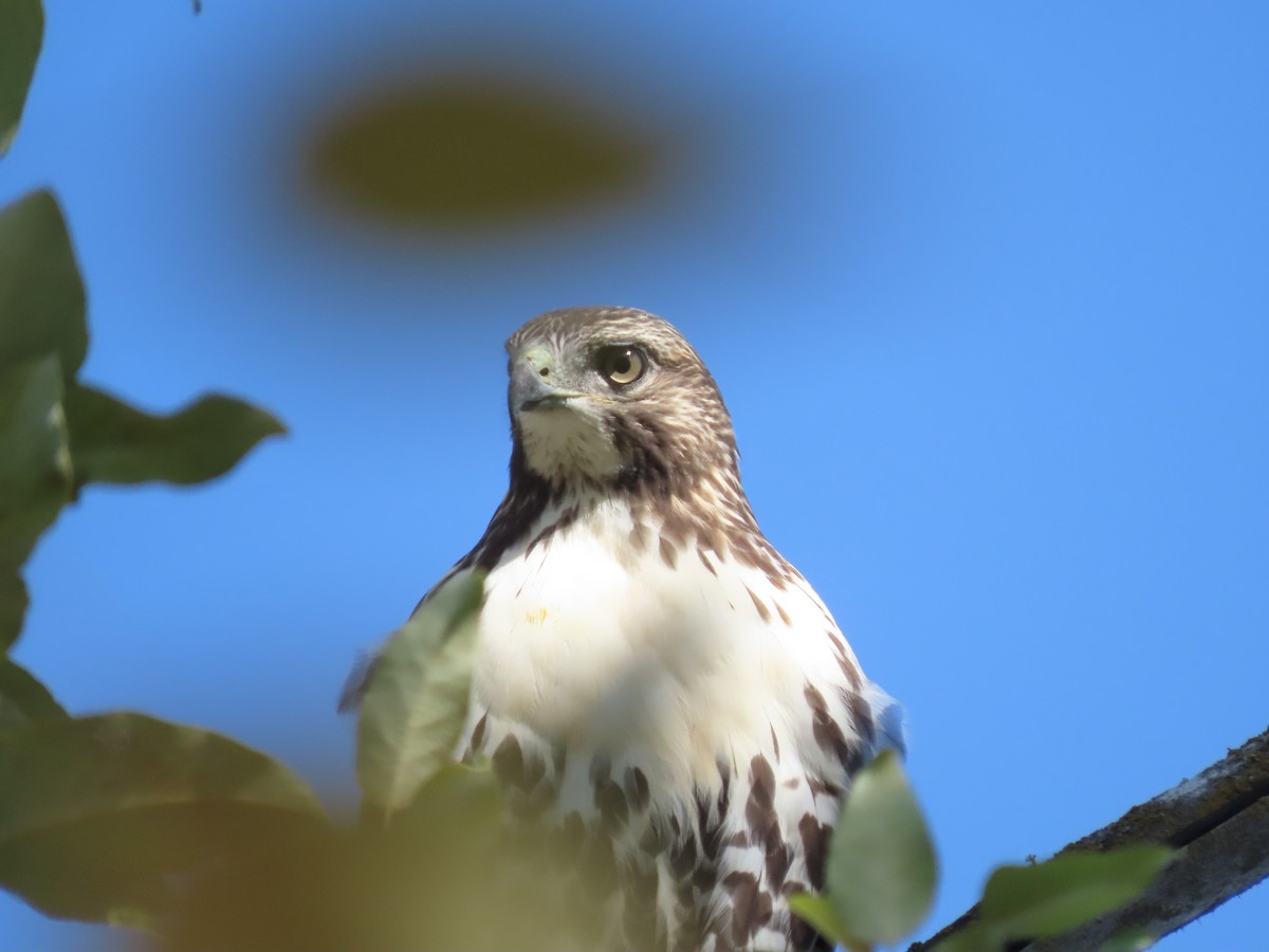 Red-tailed Hawk - ML359591171