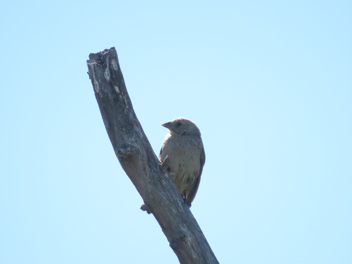 Brown-headed Cowbird - ML359591731