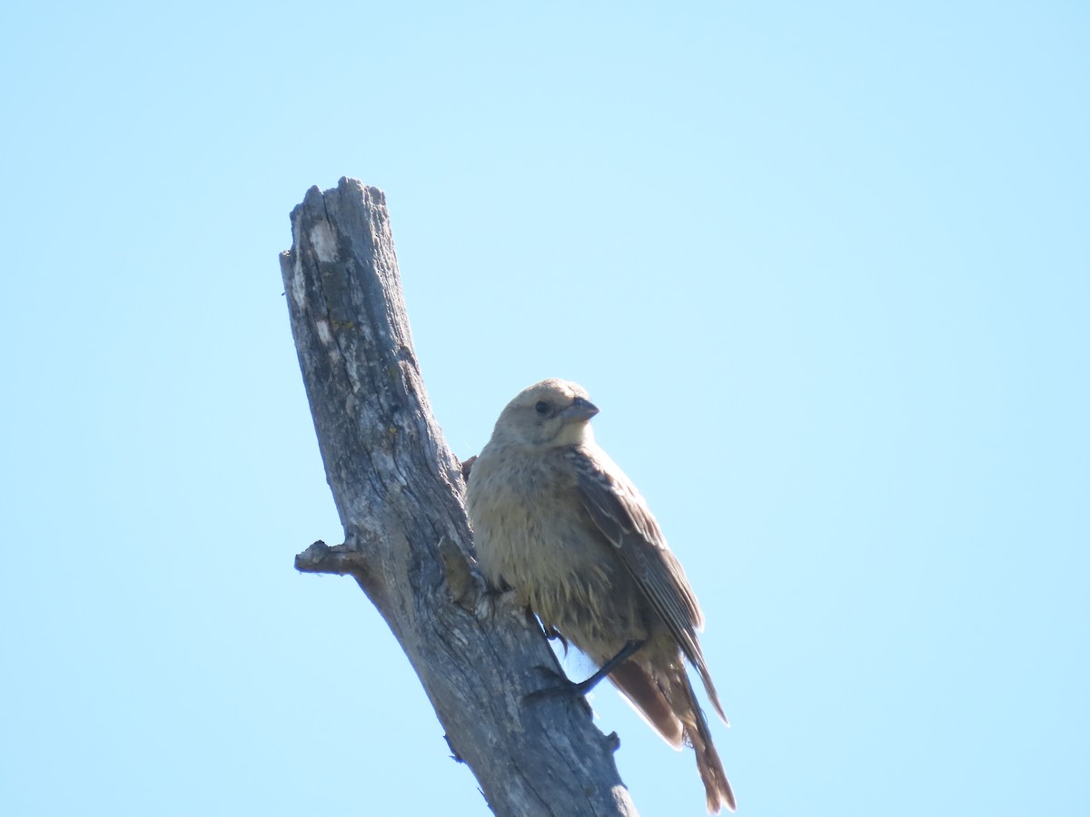 Brown-headed Cowbird - ML359591781