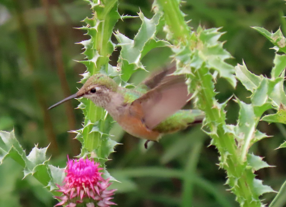 Broad-tailed Hummingbird - ML359594841