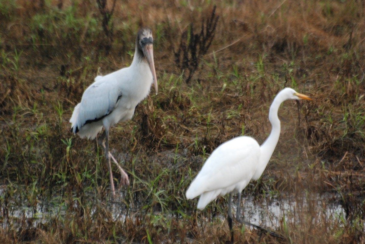 Great Egret - ML359595901