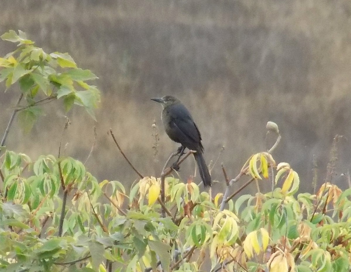 Great-tailed Grackle - ML359596021