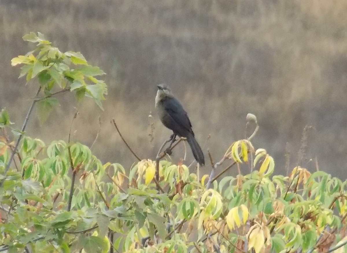 Great-tailed Grackle - ML359596091