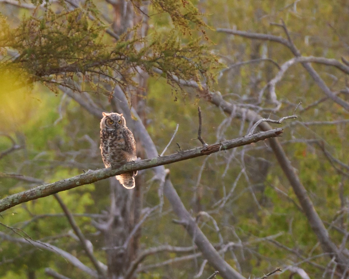 Great Horned Owl - ML359596871