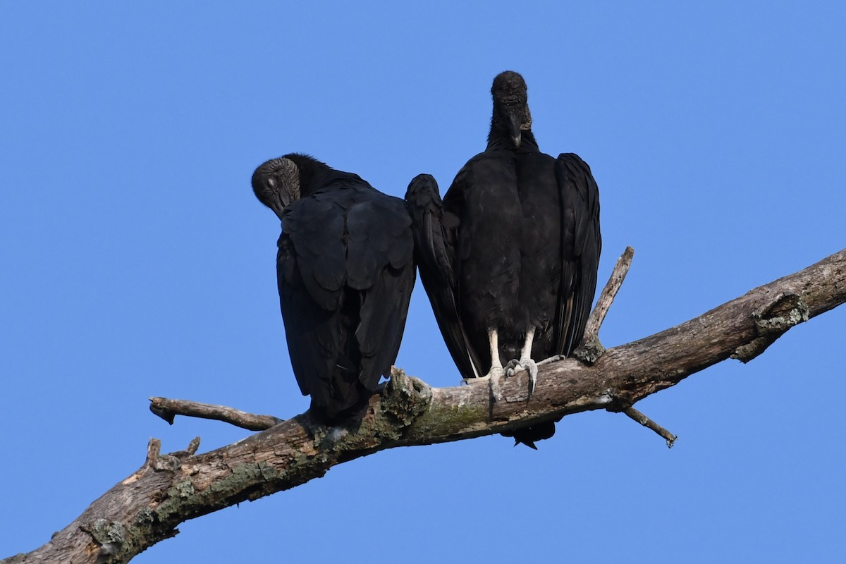 Black Vulture - ML359599491