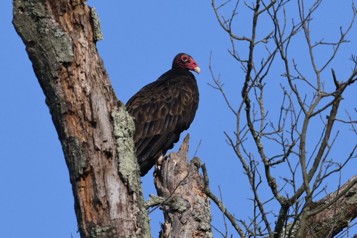 Turkey Vulture - Barry Blust