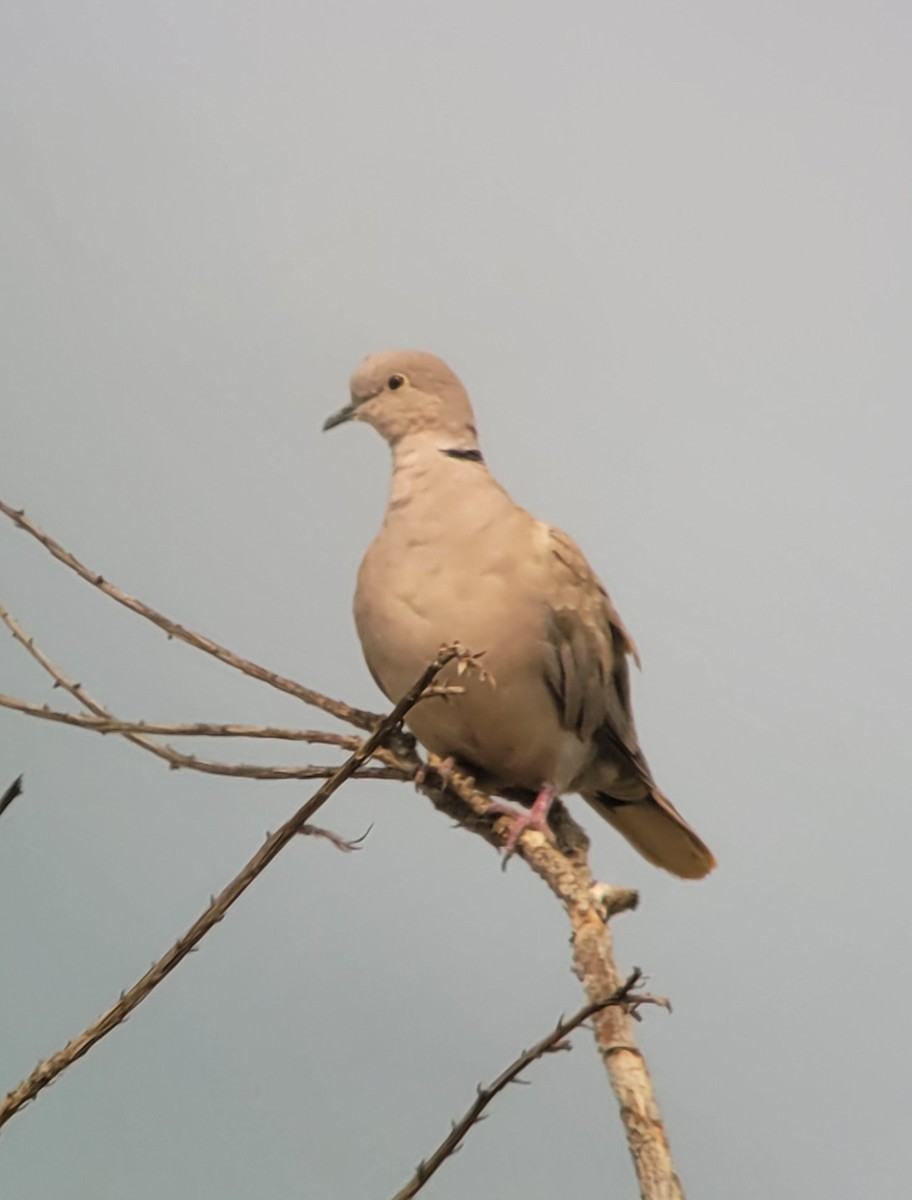 Eurasian Collared-Dove - ML359600341