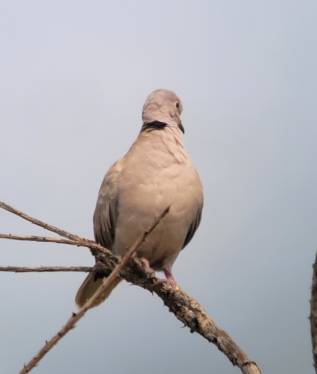 Eurasian Collared-Dove - ML359600351