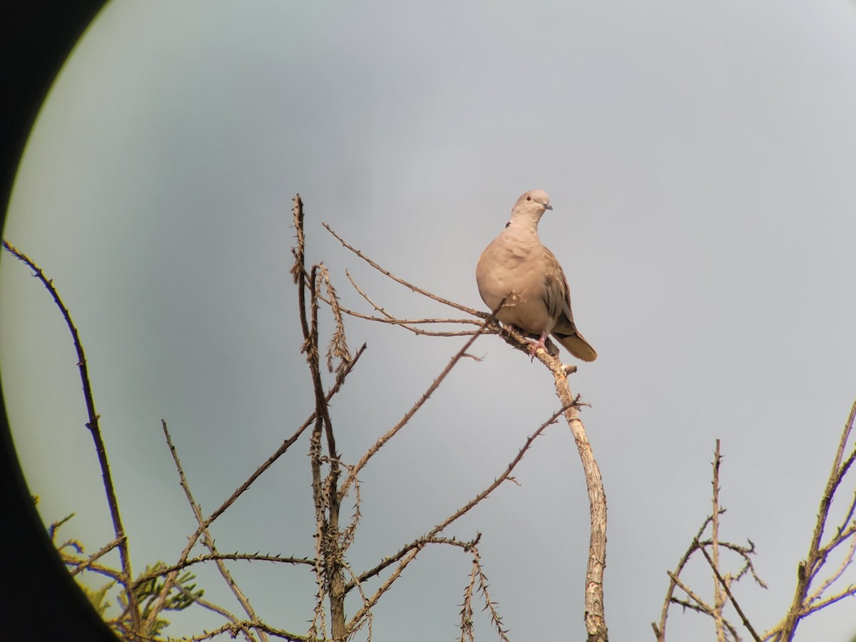 Eurasian Collared-Dove - ML359600361