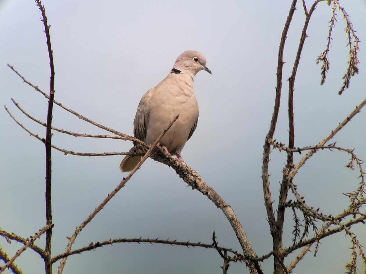 Eurasian Collared-Dove - ML359600371