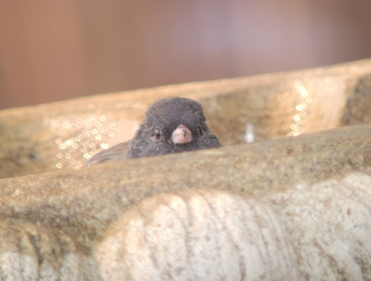 Dark-eyed Junco (Oregon) - ML359600501