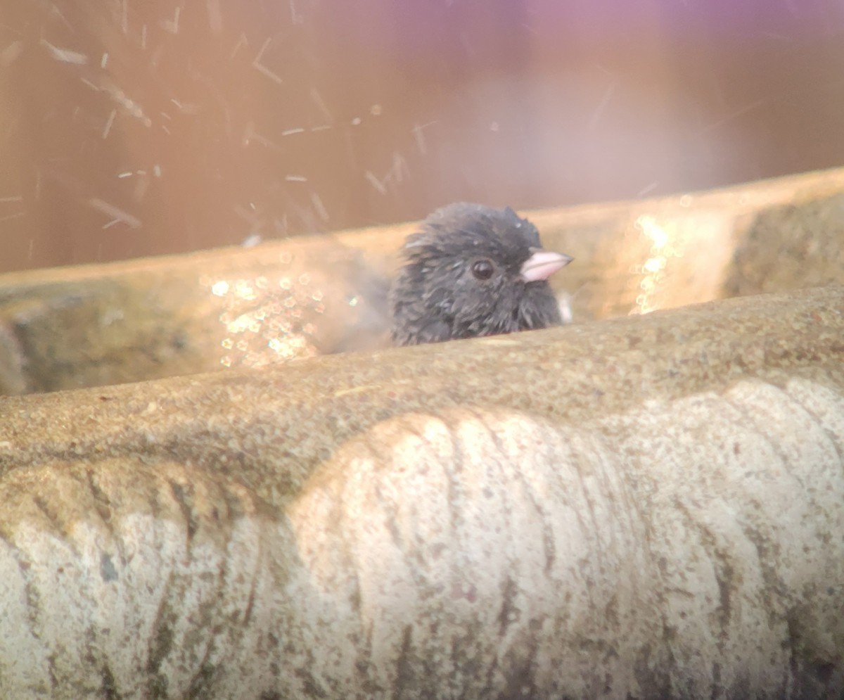 Dark-eyed Junco (Oregon) - ML359600511