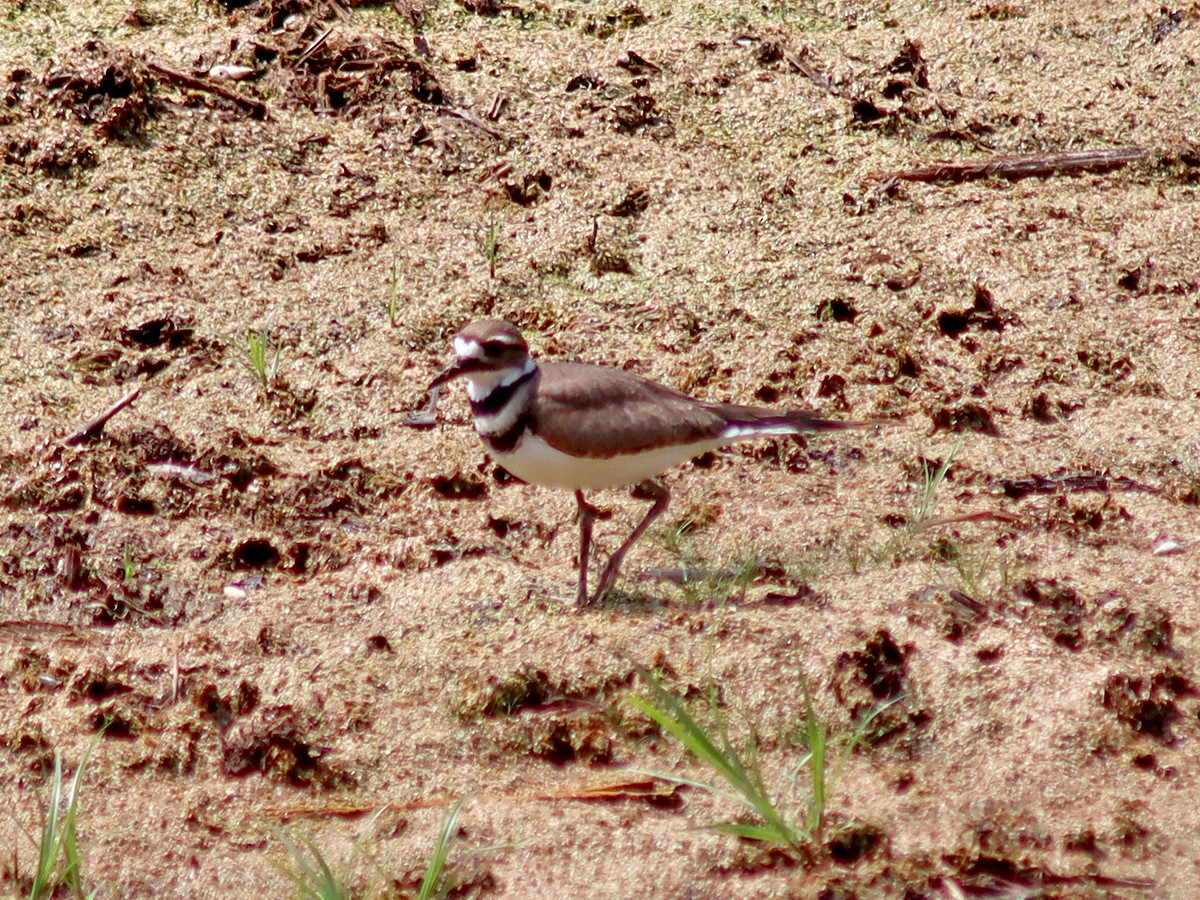 Killdeer - ML359600871