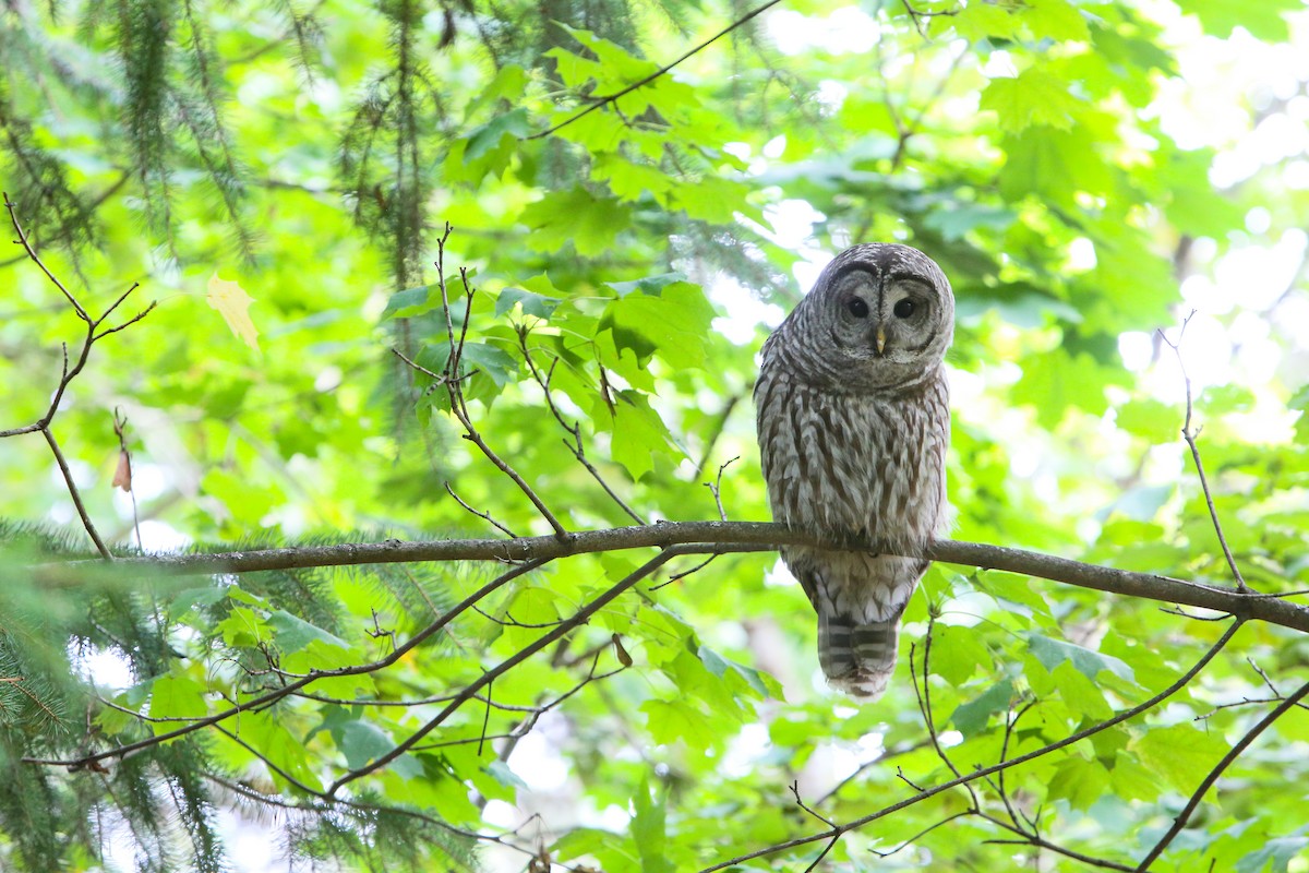 Spotted x Barred Owl (hybrid) - ML359601091