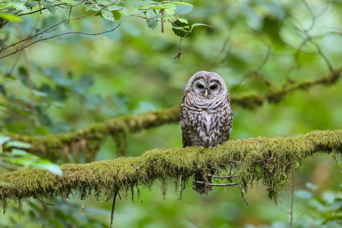 Spotted x Barred Owl (hybrid) - ML359601701