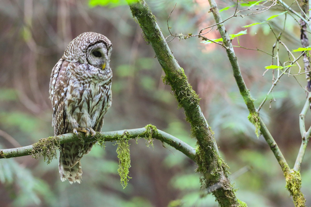 Spotted x Barred Owl (hybrid) - ML359601781