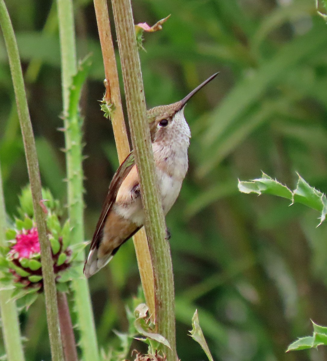 Broad-tailed Hummingbird - ML359601871