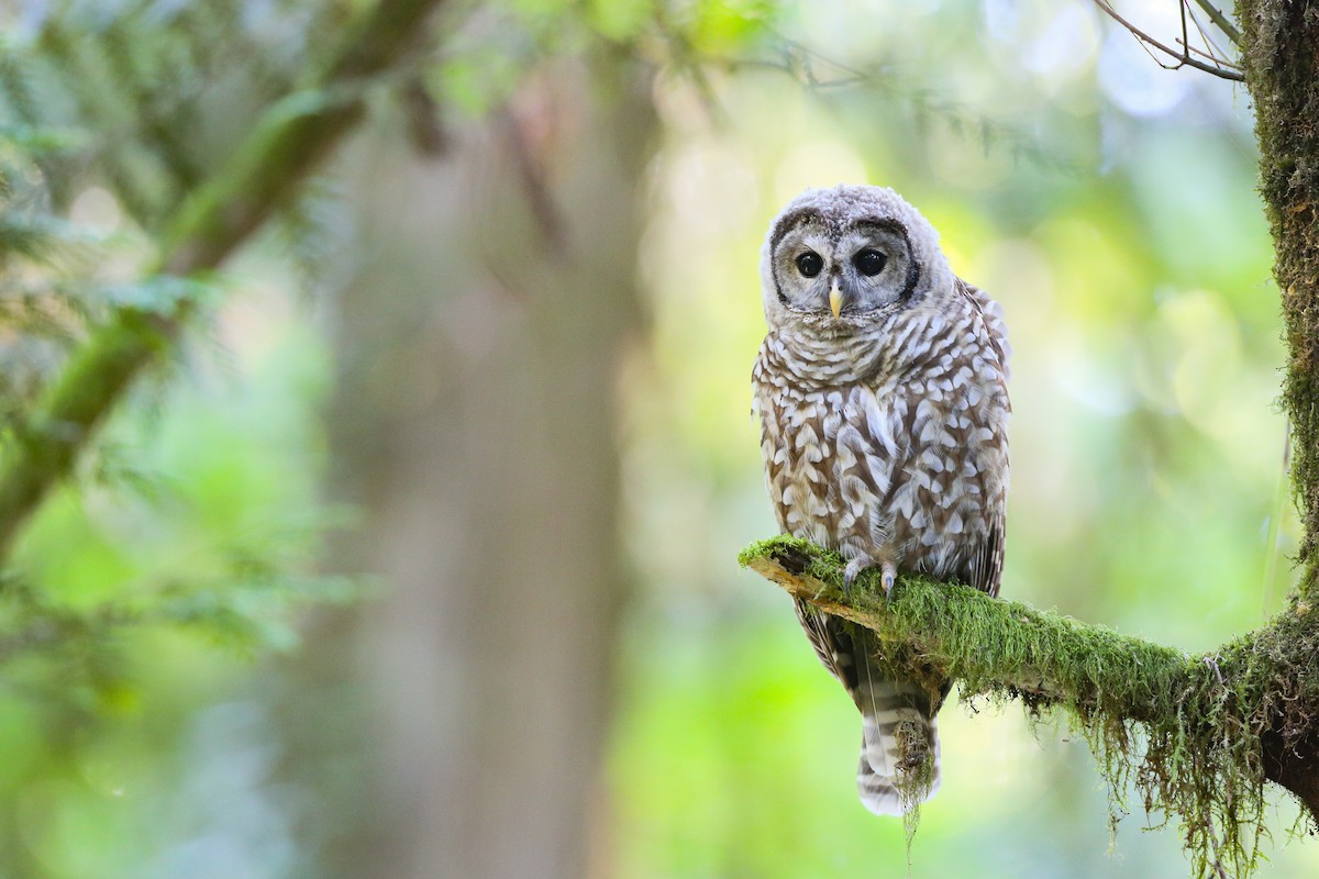 Spotted x Barred Owl (hybrid) - ML359602901