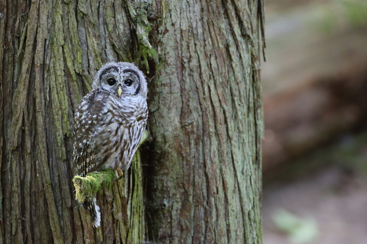 Spotted x Barred Owl (hybrid) - ML359602931