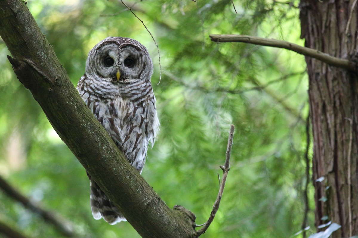 Spotted x Barred Owl (hybrid) - ML359603481