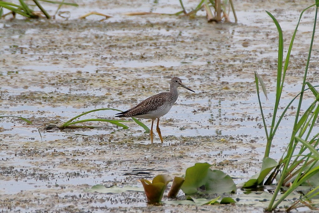 Greater Yellowlegs - ML359604621