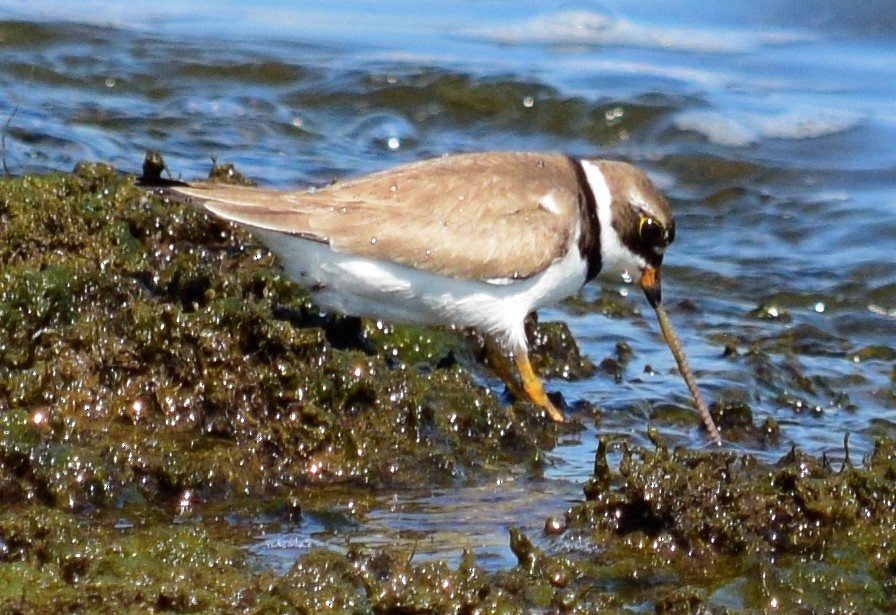 Semipalmated Plover - ML359604761