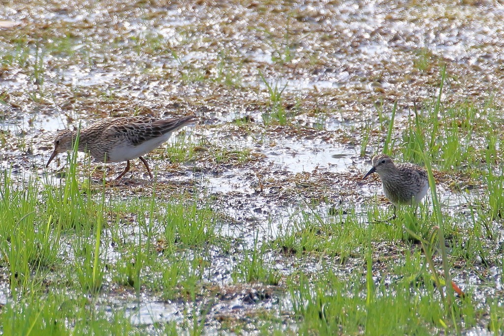 Pectoral Sandpiper - ML359605161