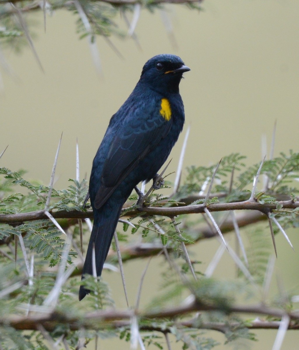 Black Cuckooshrike - ML359607831