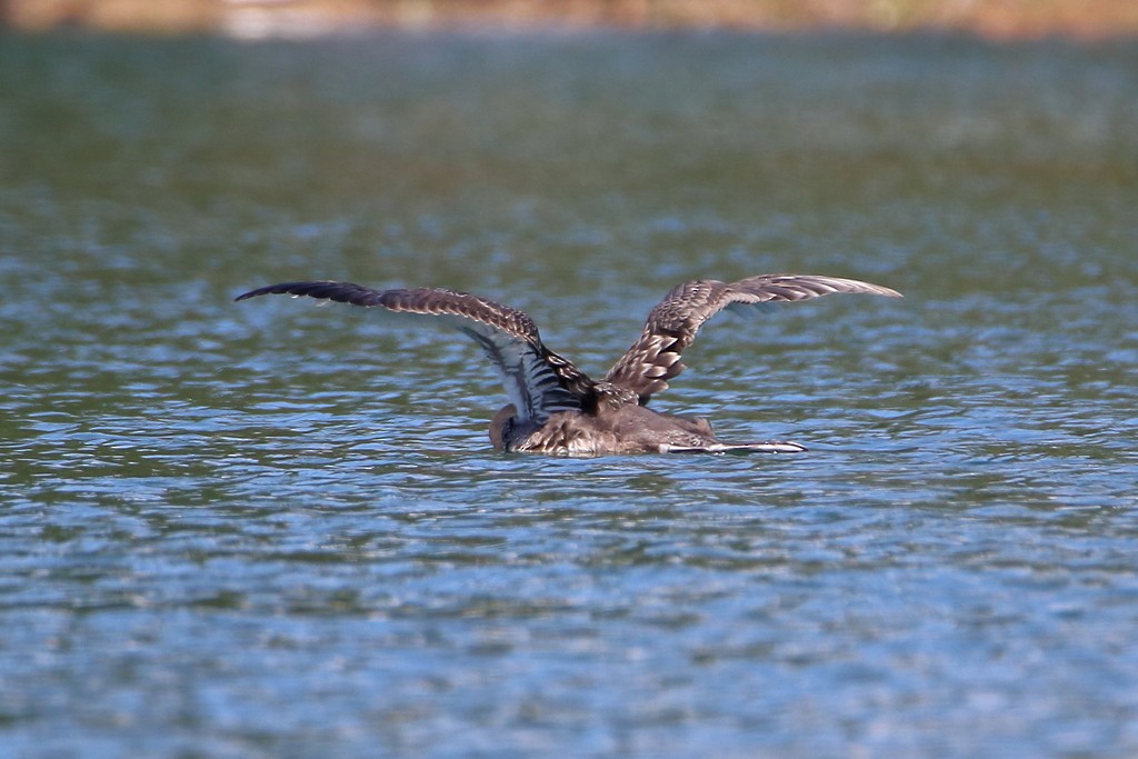 potáplice lední - ML359608241