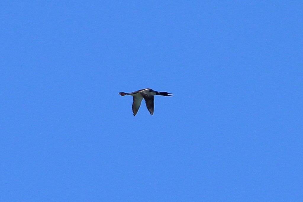 potáplice lední - ML359608271