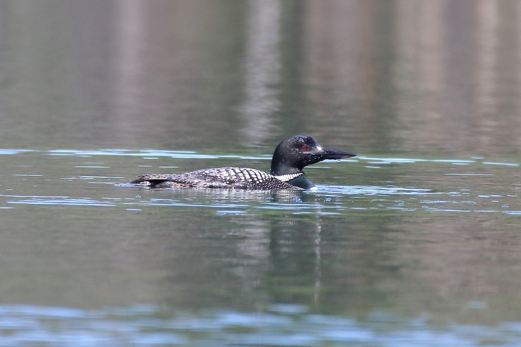 potáplice lední - ML359608321