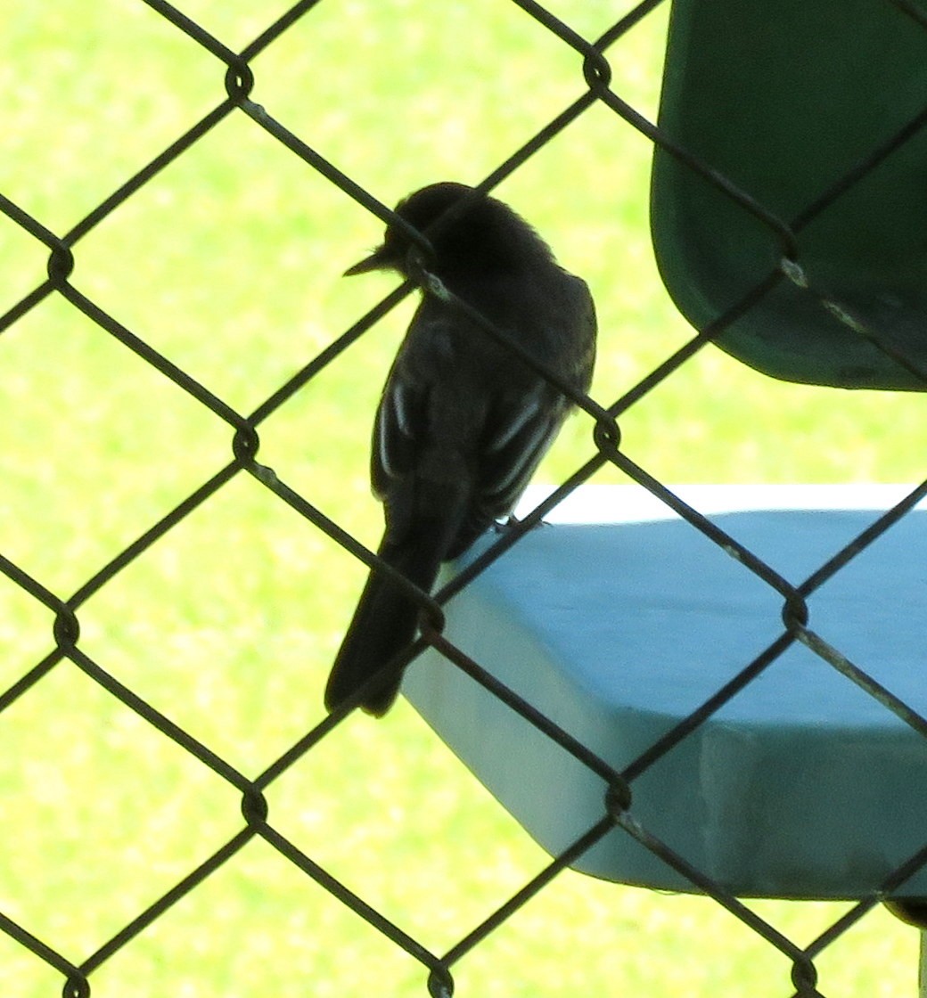 Black Phoebe - ML359609201