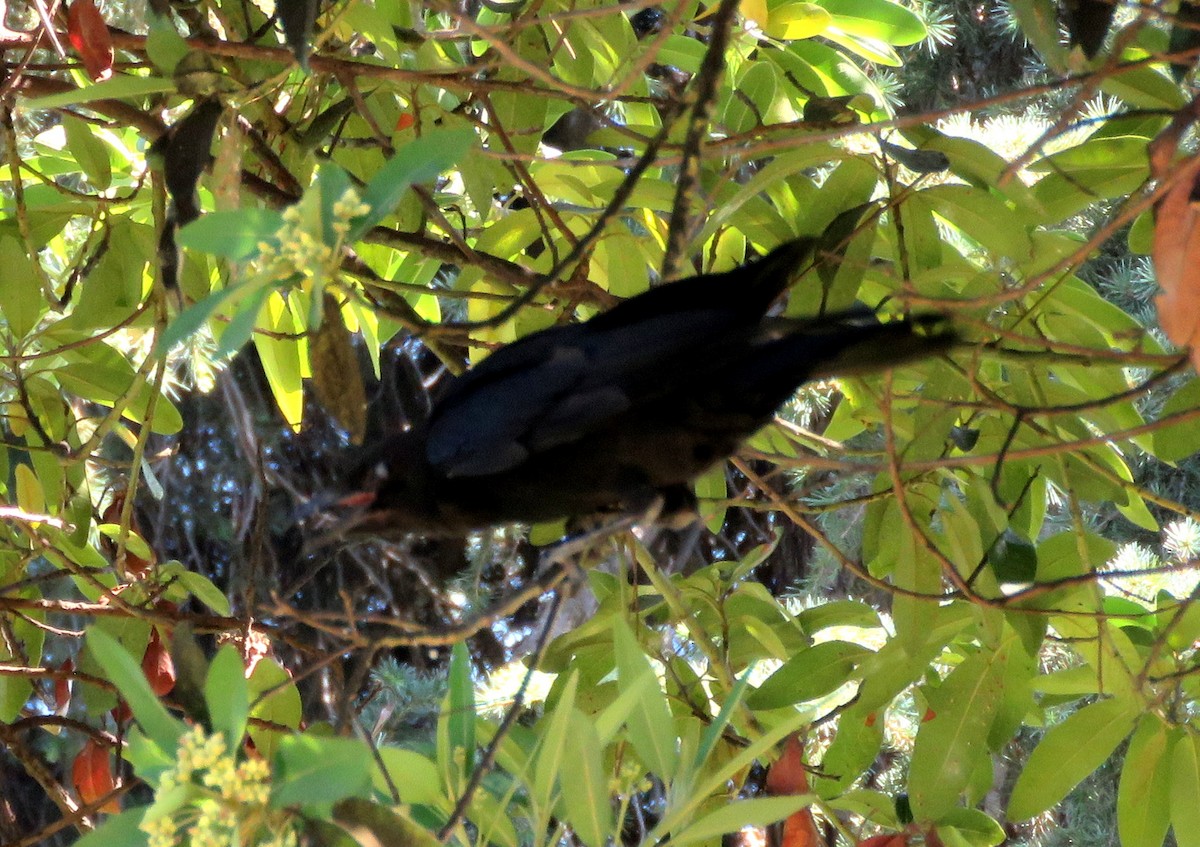 American Crow - ML359609371