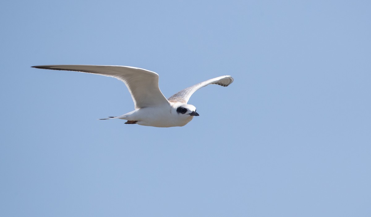 Forster's Tern - ML359609401