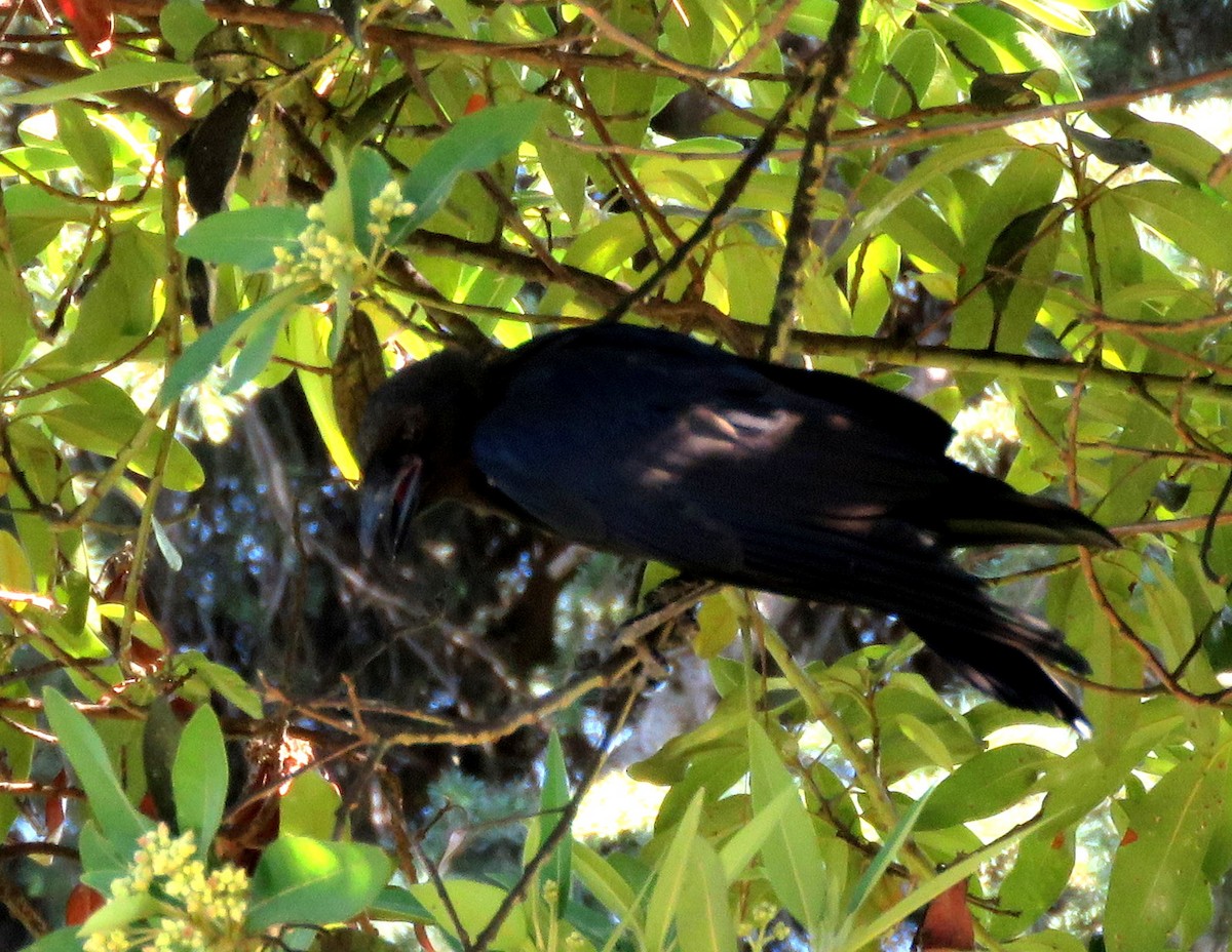 American Crow - ML359609411