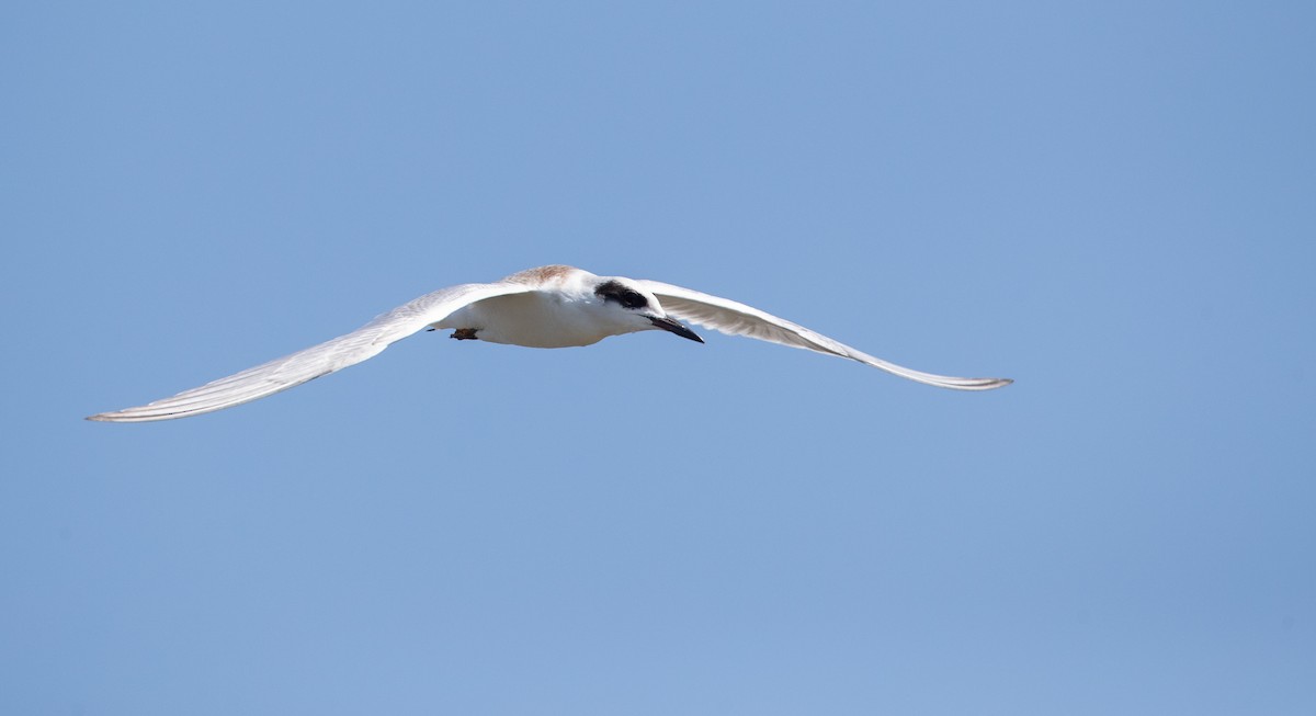 Forster's Tern - ML359609441